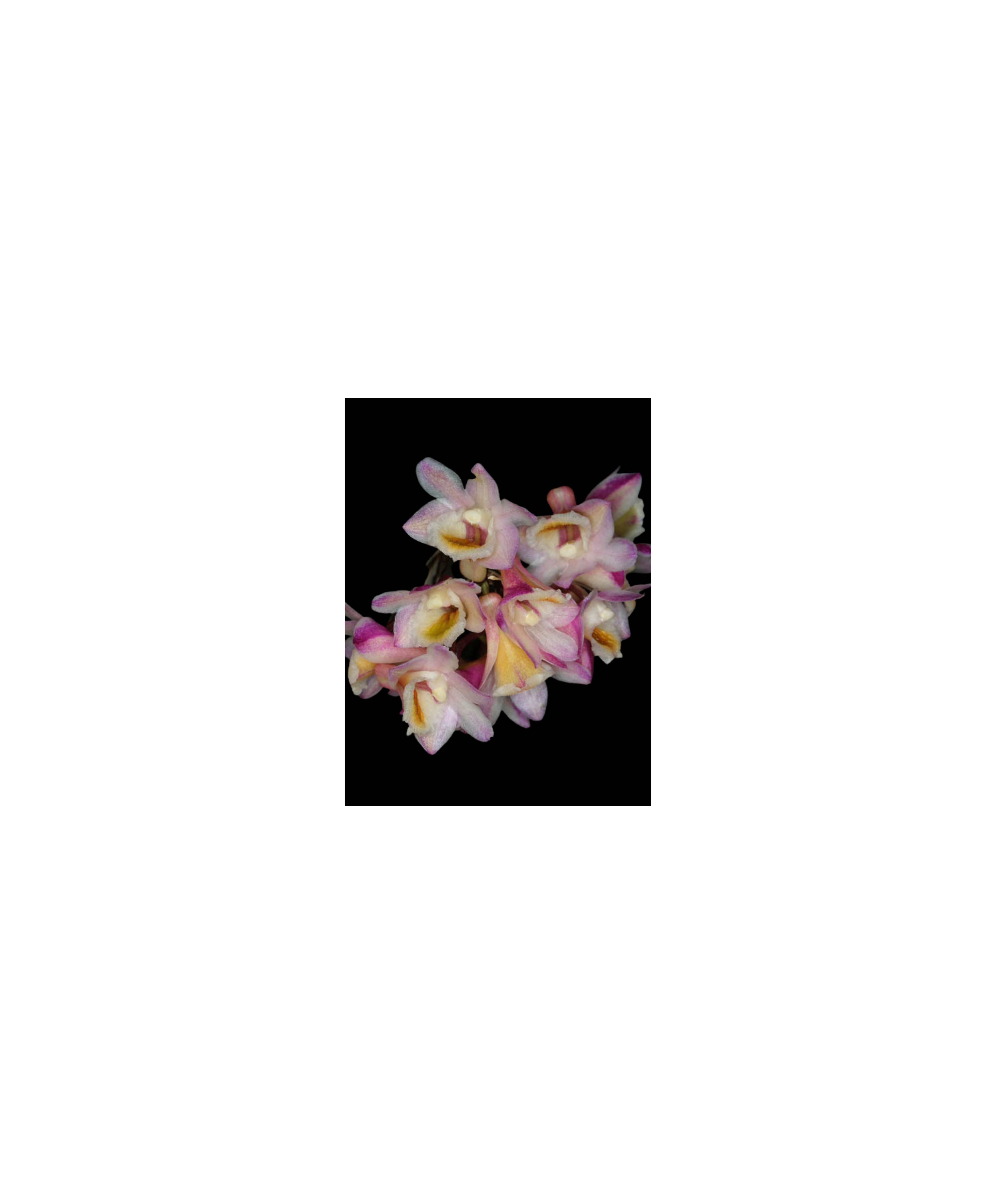 Den. psuedolamellatum x sib (blooming season)
