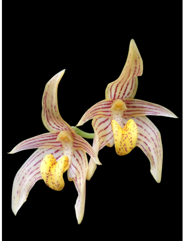 Bulb. artvogelii x Bulb. Stockeri