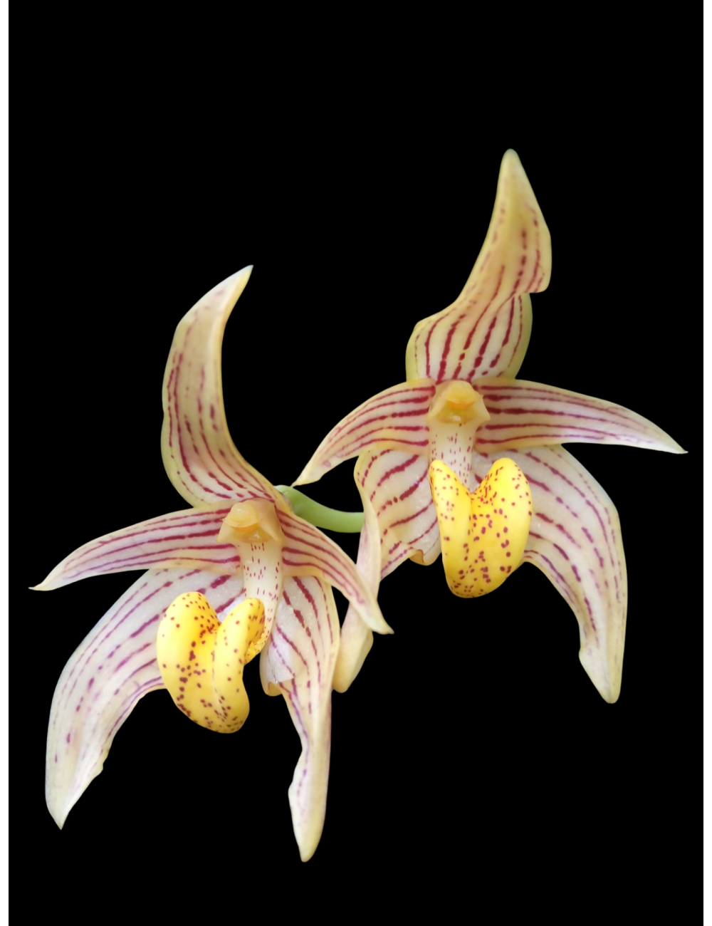 Bulb. artvogelii x Bulb. Stockeri