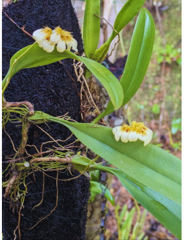 Bulb. auratum