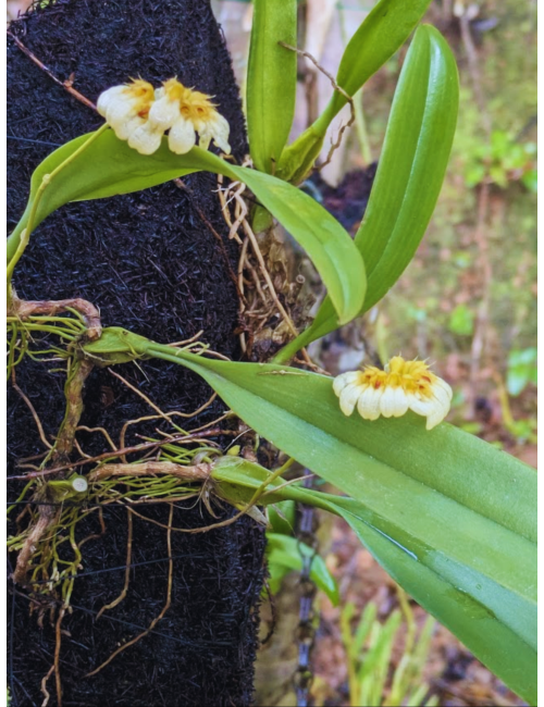 Bulb. auratum – Caribbean Orchids Puerto Rico – Español