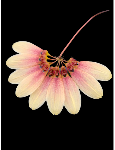 Bulb. Daisy Chain