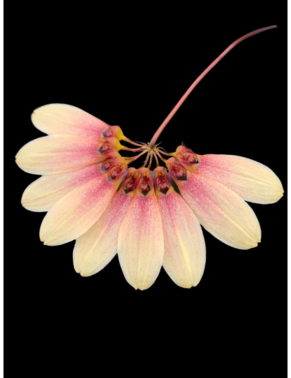 Bulb. Daisy Chain
