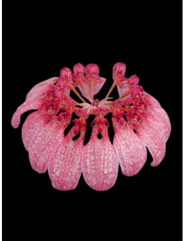 Bulb. eberhardtii