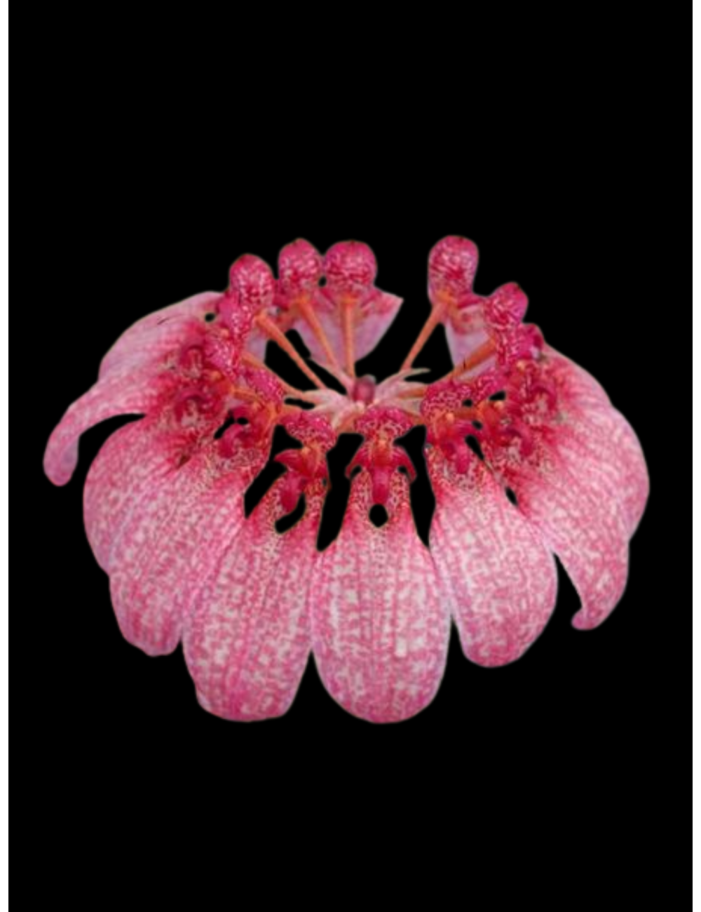 Bulb. eberhardtii