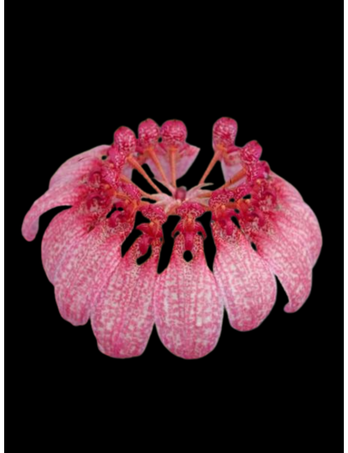 Bulb. eberhardtii – Caribbean Orchids Puerto Rico – Español