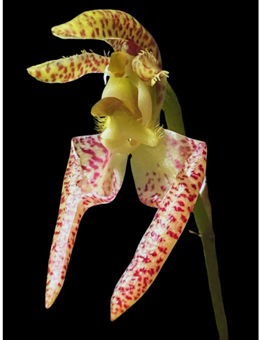 Bulb. lasiochilum 'FXs Red Imp'