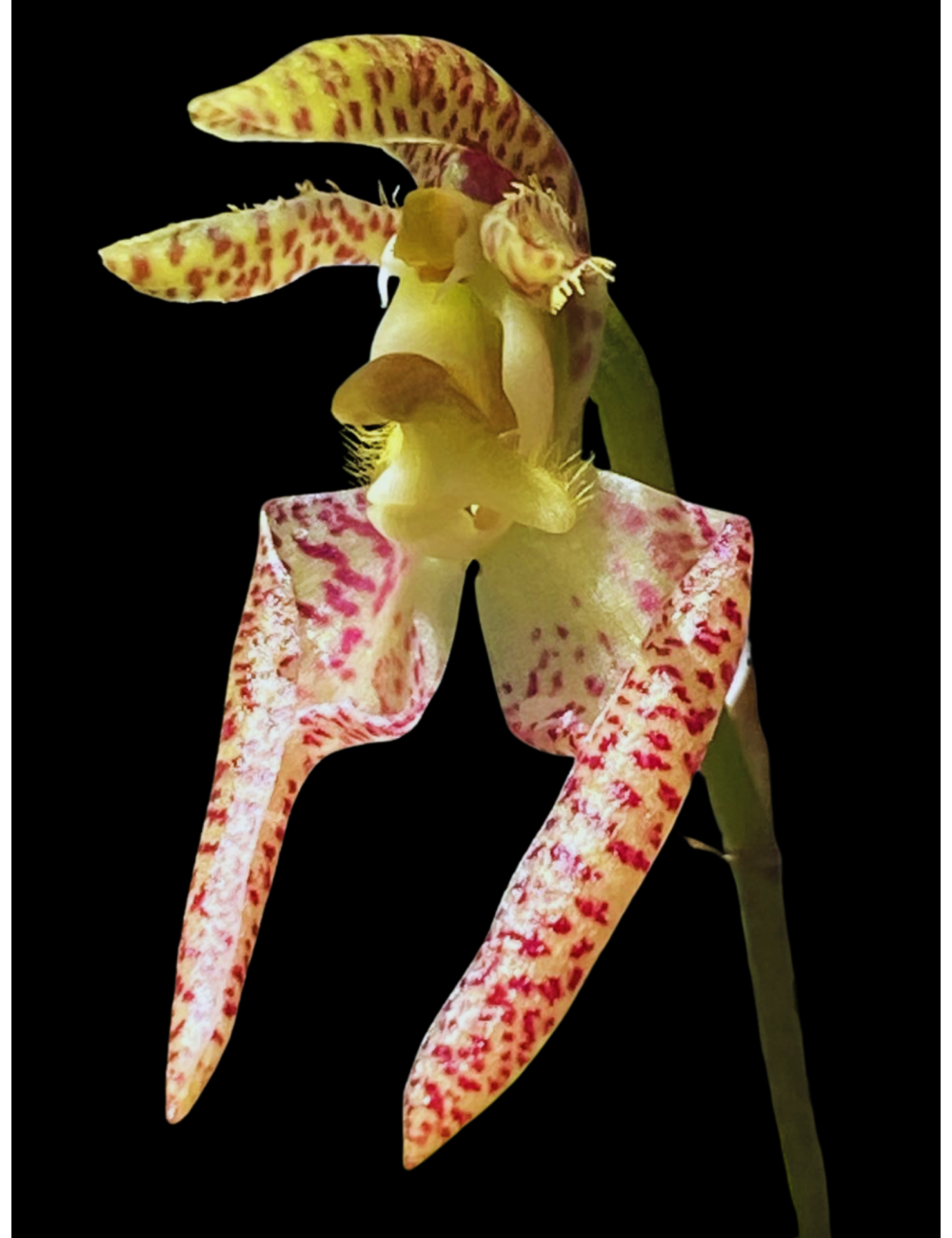 Bulb. lasiochilum 'FXs Red Imp'