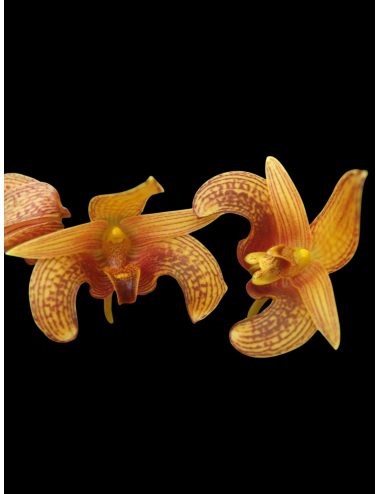 Bulb. lobbi Spots