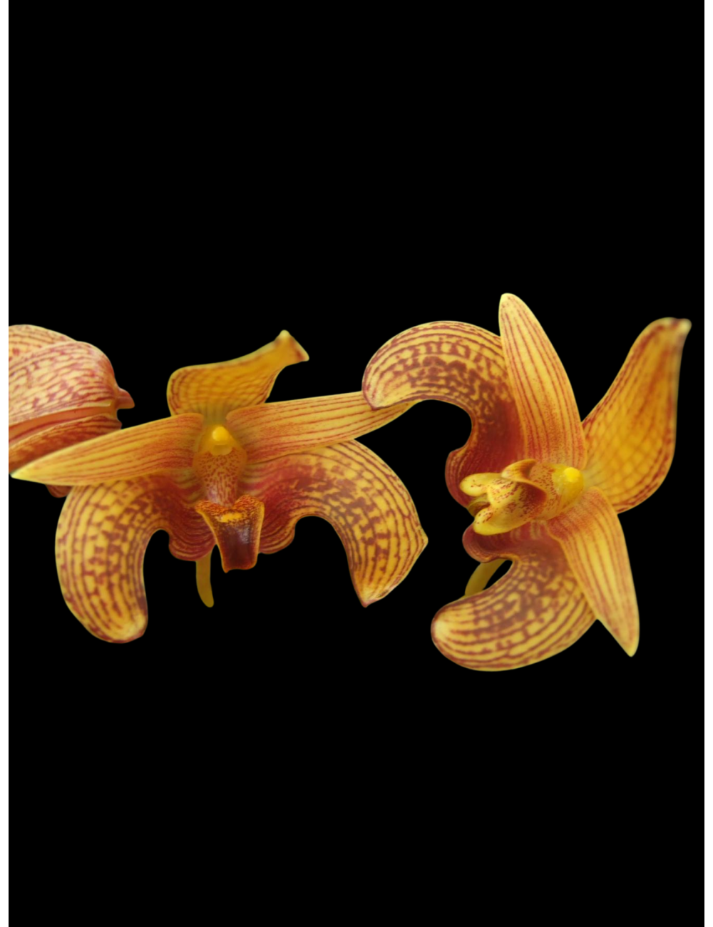 Bulb. lobbi Spots