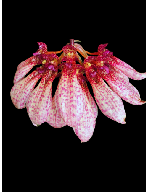 Bulb. longiflorum 'Crownpoint' – Caribbean Orchids Puerto Rico – Español