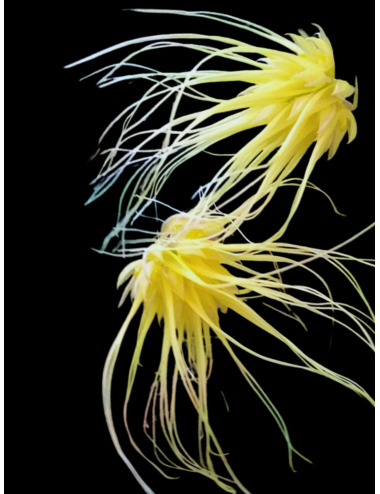 Bulb. vaginatum