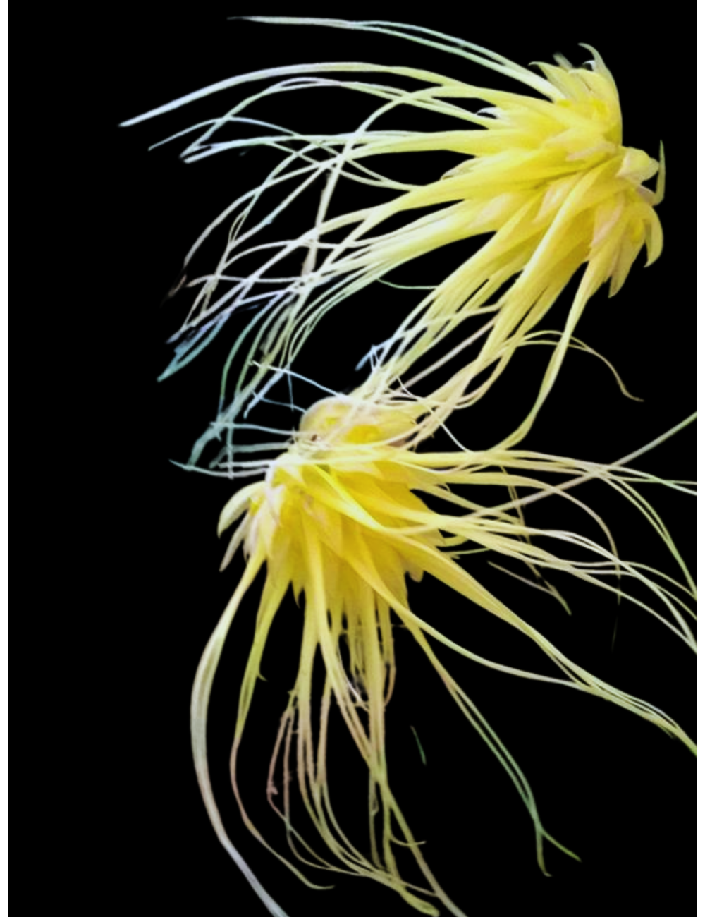 Bulb. vaginatum