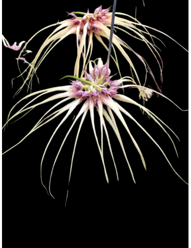 Bulb. Worayuth White Fang x zambuangense