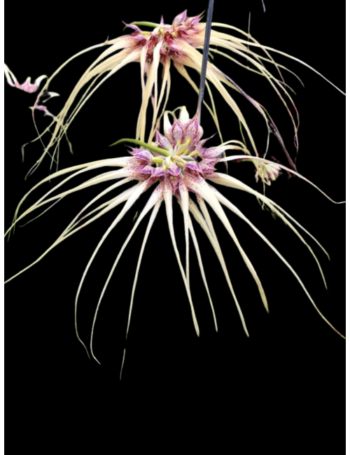 Bulb. Worayuth White Fang x zambuangense – Caribbean Orchids Puerto Rico – Español