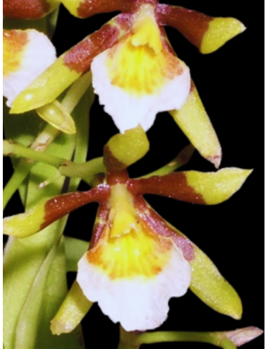 Cischweinfia Scheenae