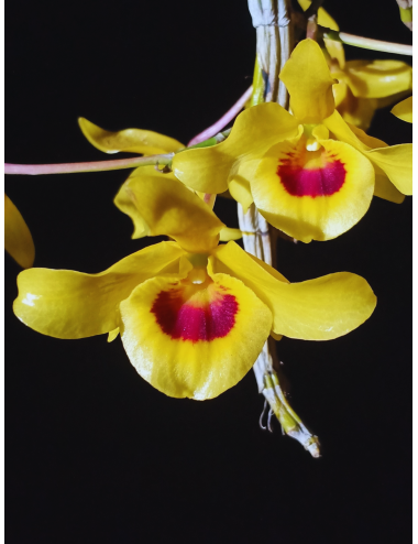 Den. friedericksianum x sib – Caribbean Orchids Puerto Rico – Español