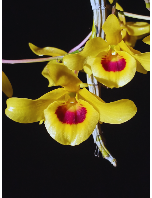 Den. friedericksianum x sib