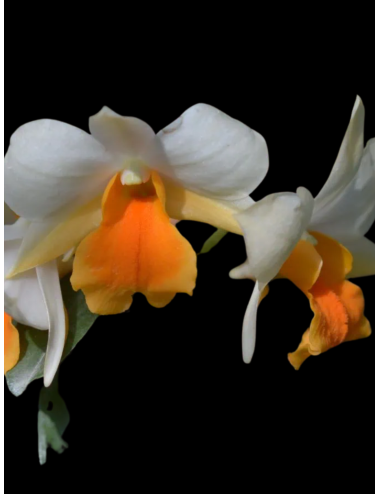 Den. Rungkamol – Caribbean Orchids Puerto Rico – Español
