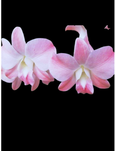 Den. Suree Peach – Caribbean Orchids Puerto Rico – Español