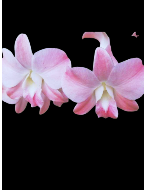 Den. Suree Peach