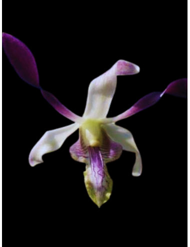 Dendrobium gouldii Blue