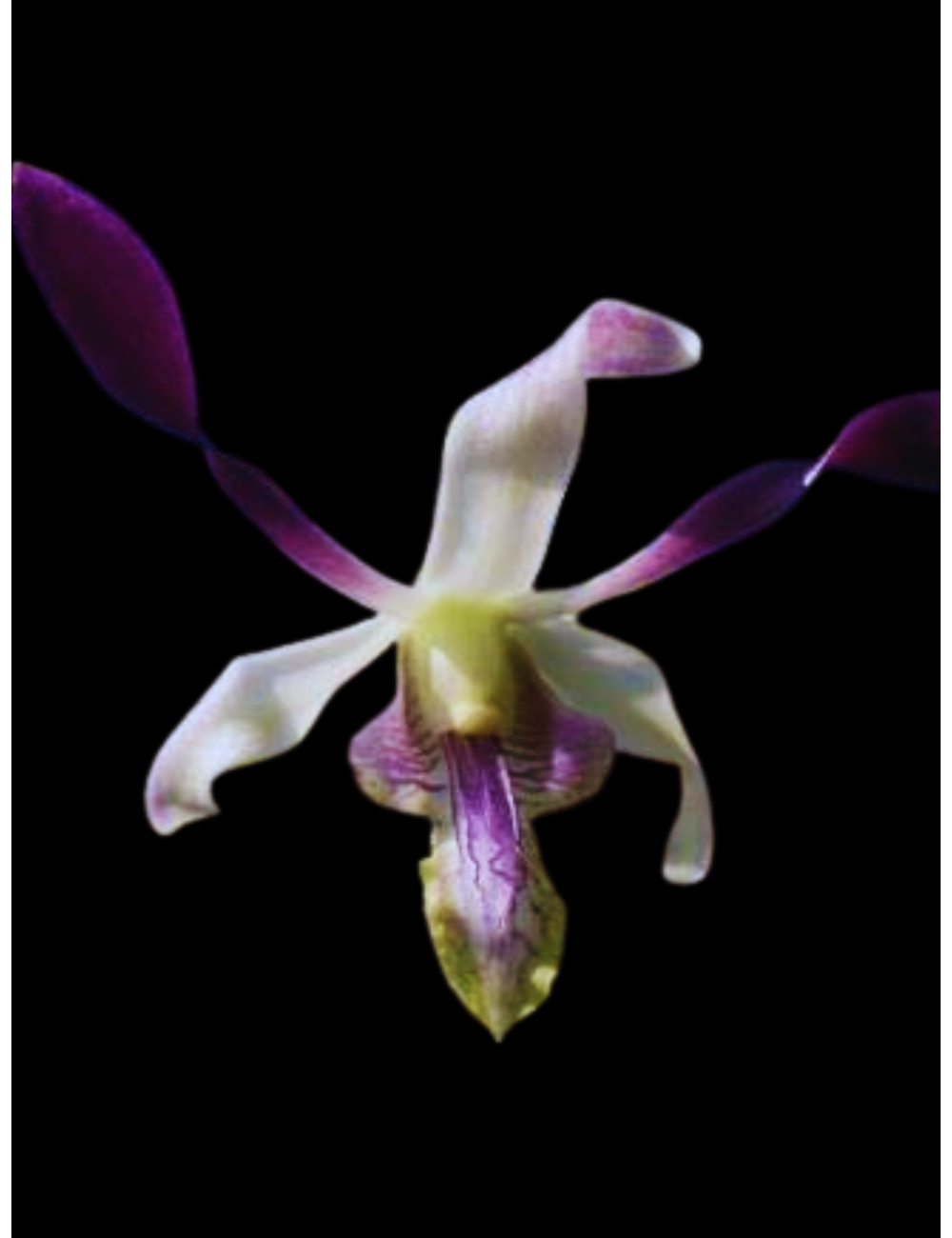 Dendrobium gouldii Blue