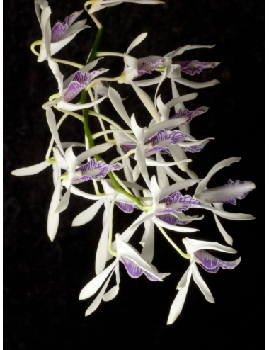 Dendrobium rennellii – Caribbean Orchids Puerto Rico – Español