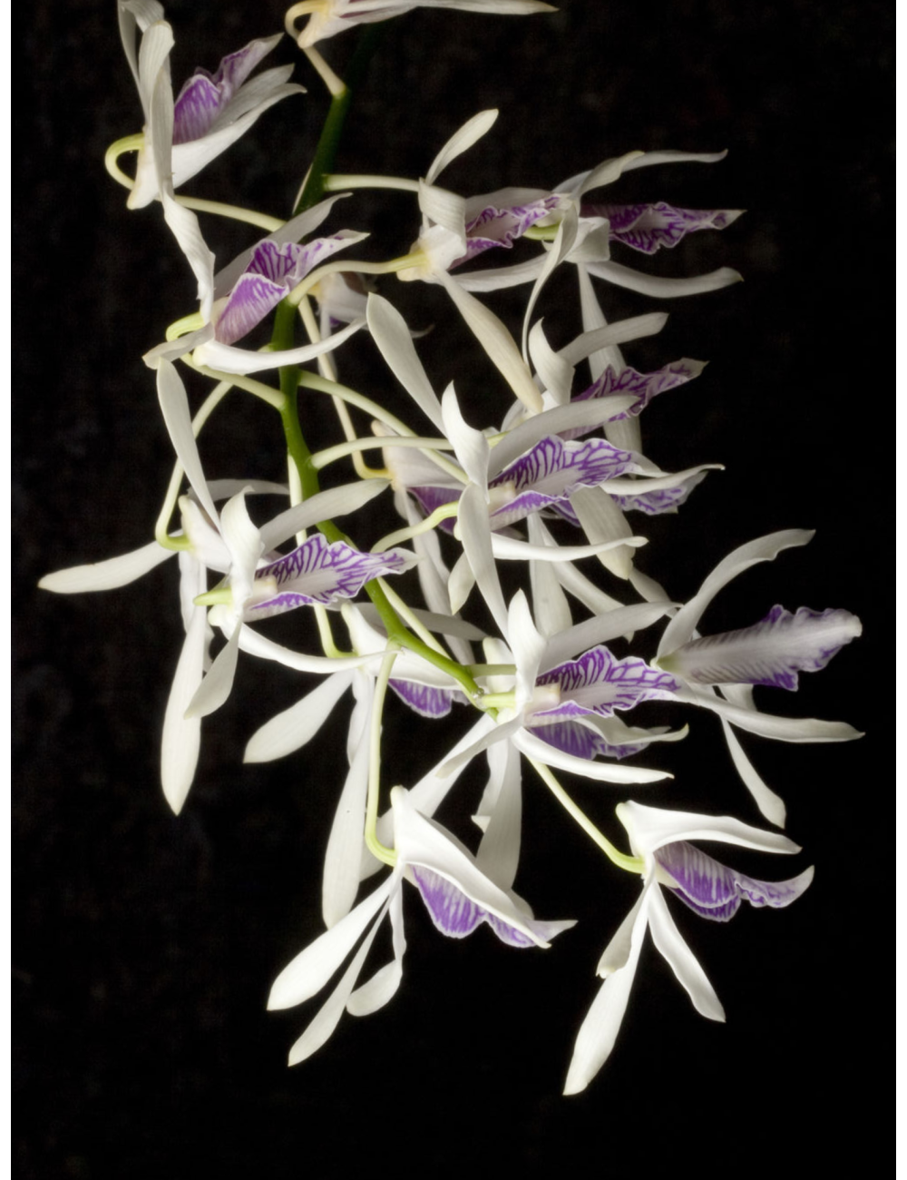 Dendrobium rennellii
