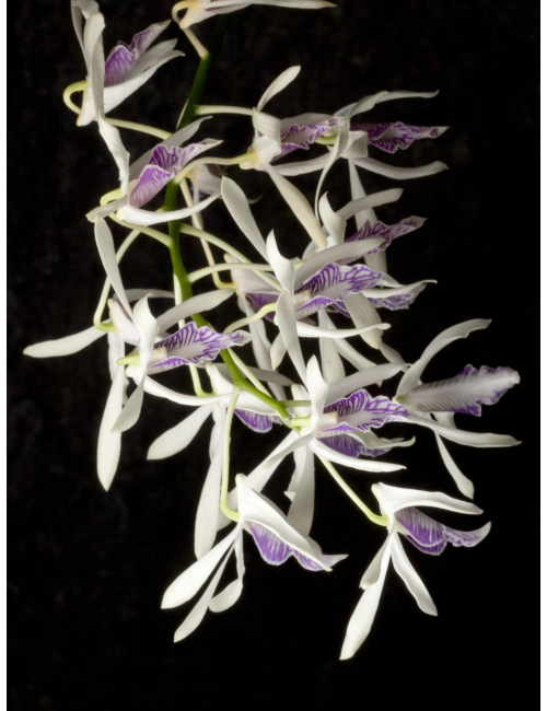 Dendrobium rennellii