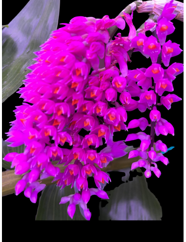 Dendrobium secundum