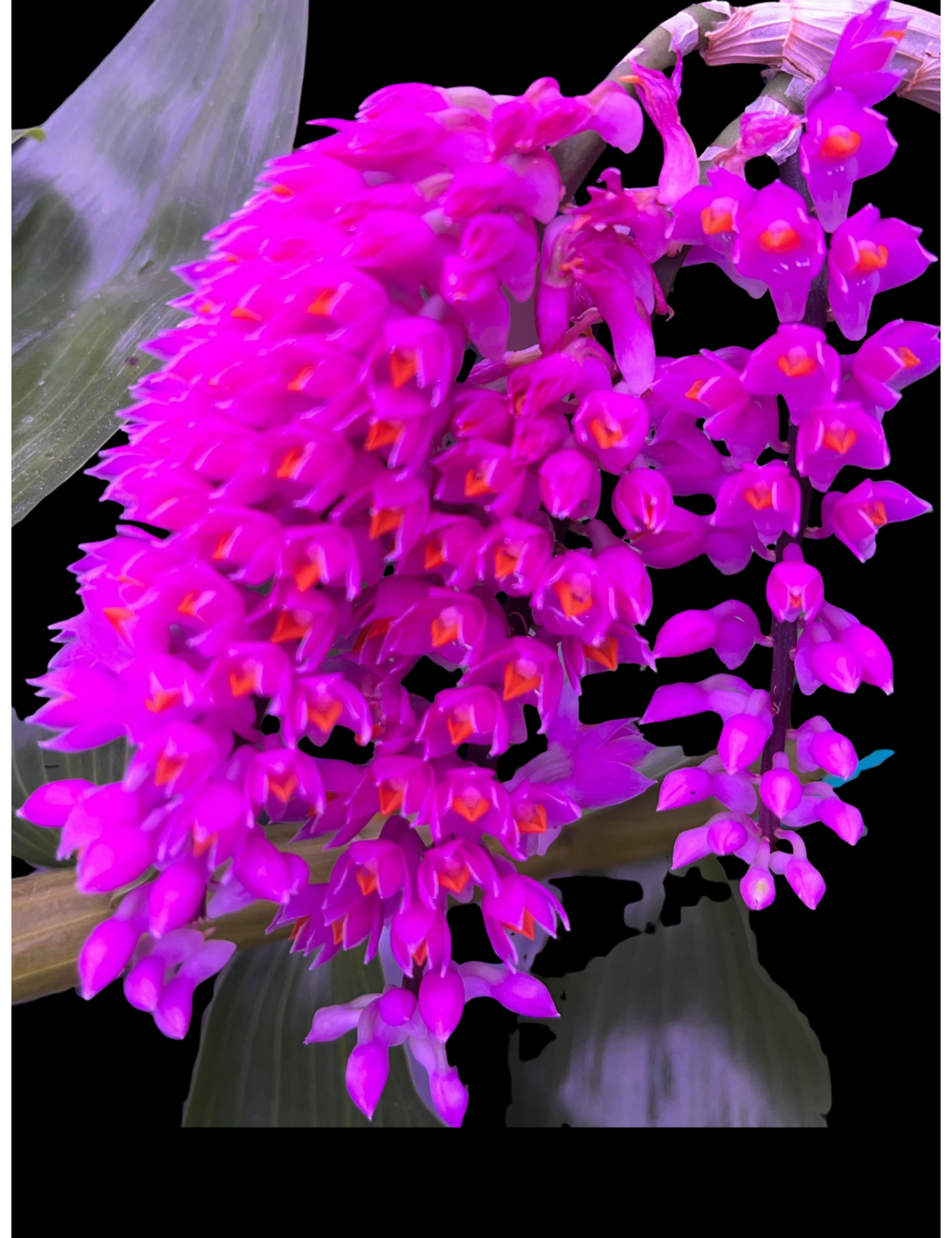 Dendrobium secundum