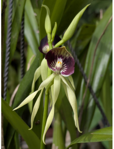 Prosthechea cochleata