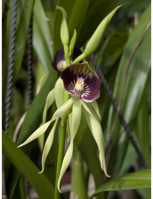 Prosthechea cochleata