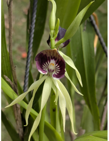 Prosthechea cochleata