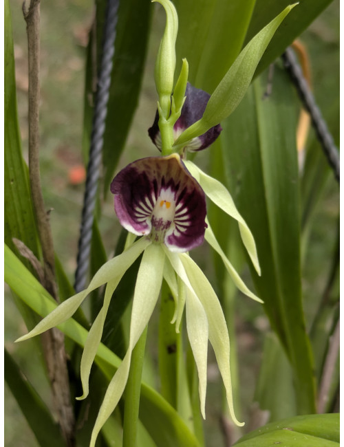 Prosthechea cochleata