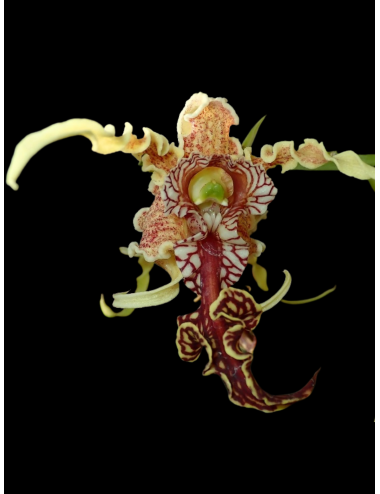 Dendrobium spectabile