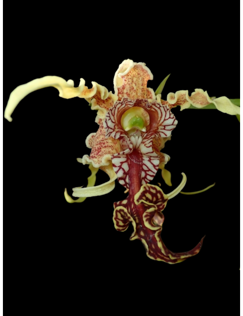Dendrobium spectabile