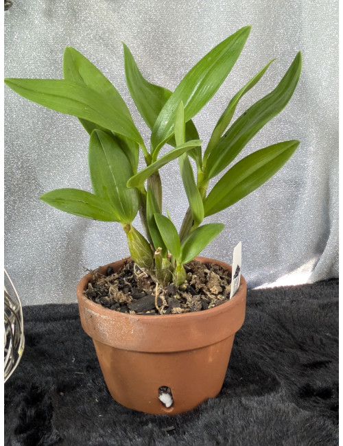 Dendrobium spectabile