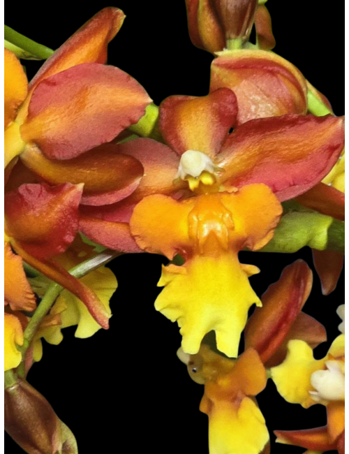 Onc. Volcano Midnight ‘Volcano Queen’