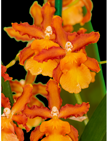 Onc. Catatante ‘Los Robles’ - Caribbean Orchids