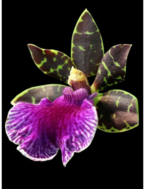 Zygopetalum Artur Elle 'Tombstone' — Caribbean Orchids