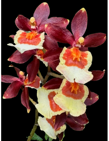 Colm. Pacific Twilight