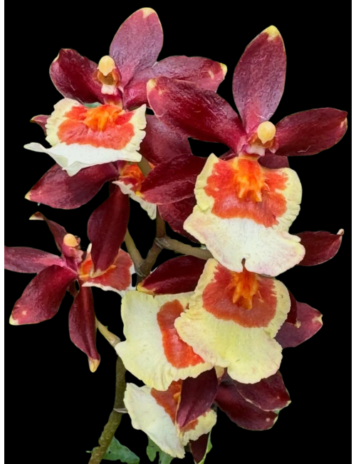 Colm. Pacific Twilight — Caribbean Orchids