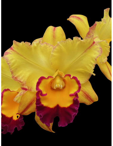 Pot. Lila Ashitomi ‘Hawaiian Flare’ - Caribbean Orchids