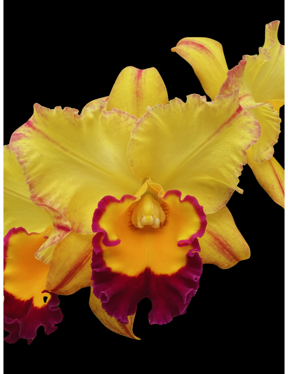 Pot. Lila Ashitomi ‘Hawaiian Flare’