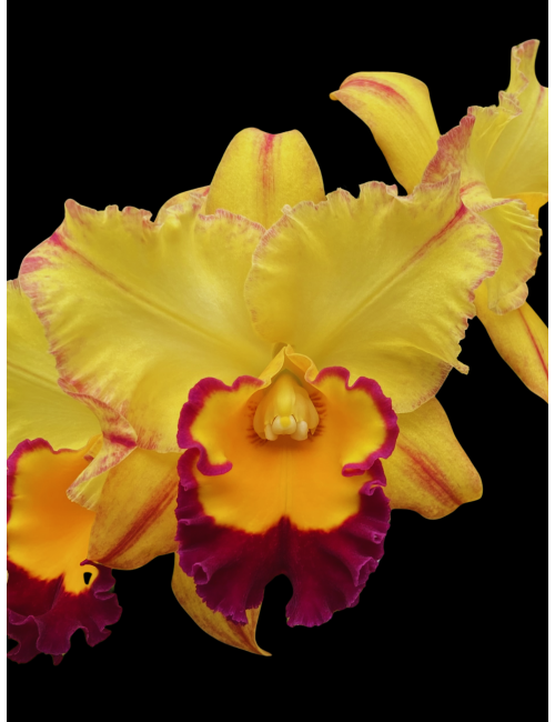 Pot. Lila Ashitomi ‘Hawaiian Flare’