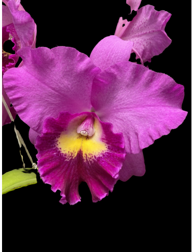 Psh. Hyacinth Pink Doll