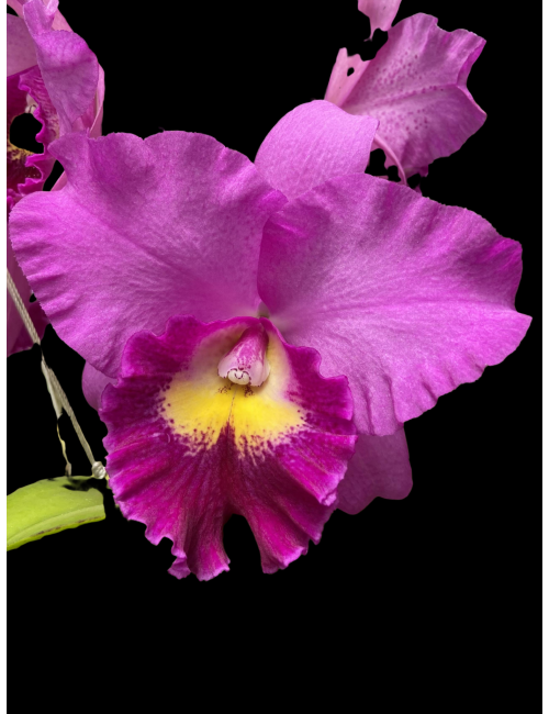 Psh. Hyacinth Pink Doll