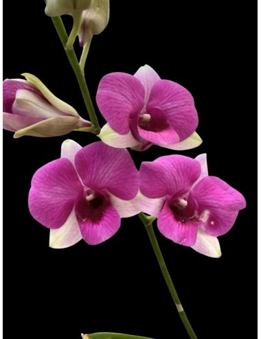 Den. Kitty Pink ‘Hawaii’